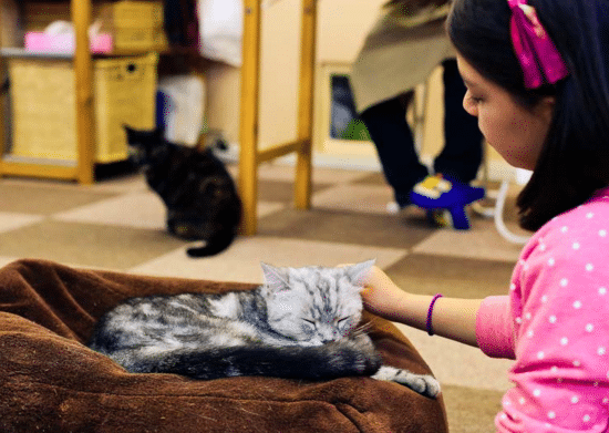 things-to-do-in-tokyo-with-kids-cat-cafe